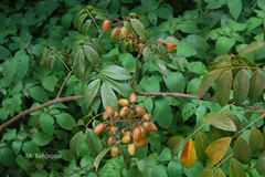 Connarus paniculatus